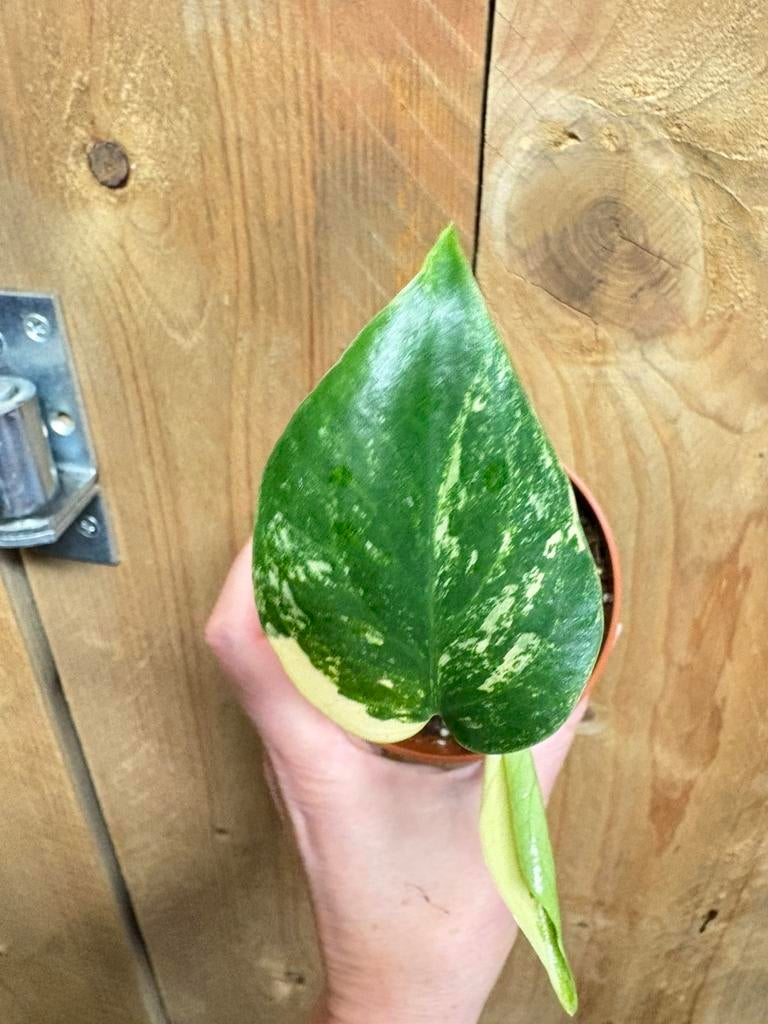 Monstera deliciosa variegata plant cream creme albo white, Huis en Inrichting, Kamerplanten, Ophalen of Verzenden, Halfschaduw