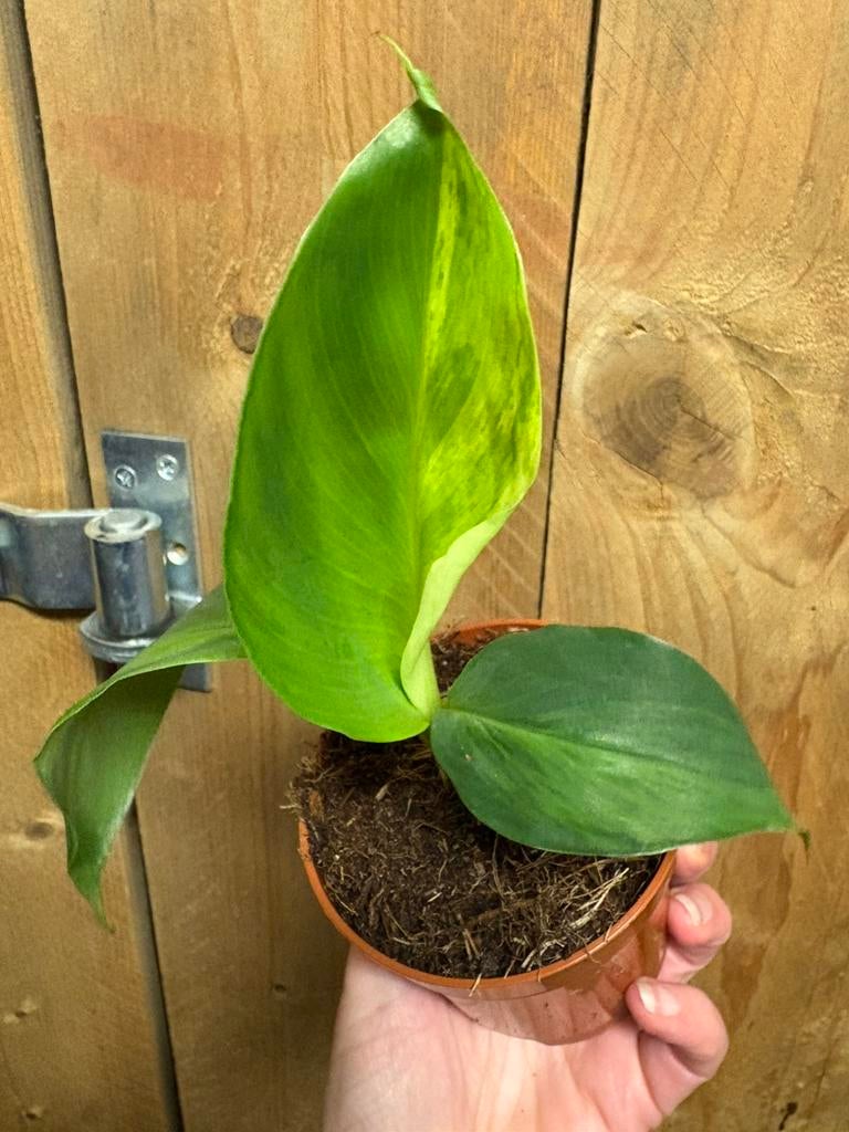 Musa cavendisch cavendish variegata plant aurea yellow mint, Ophalen of Verzenden, Halfschaduw, Minder dan 100 cm