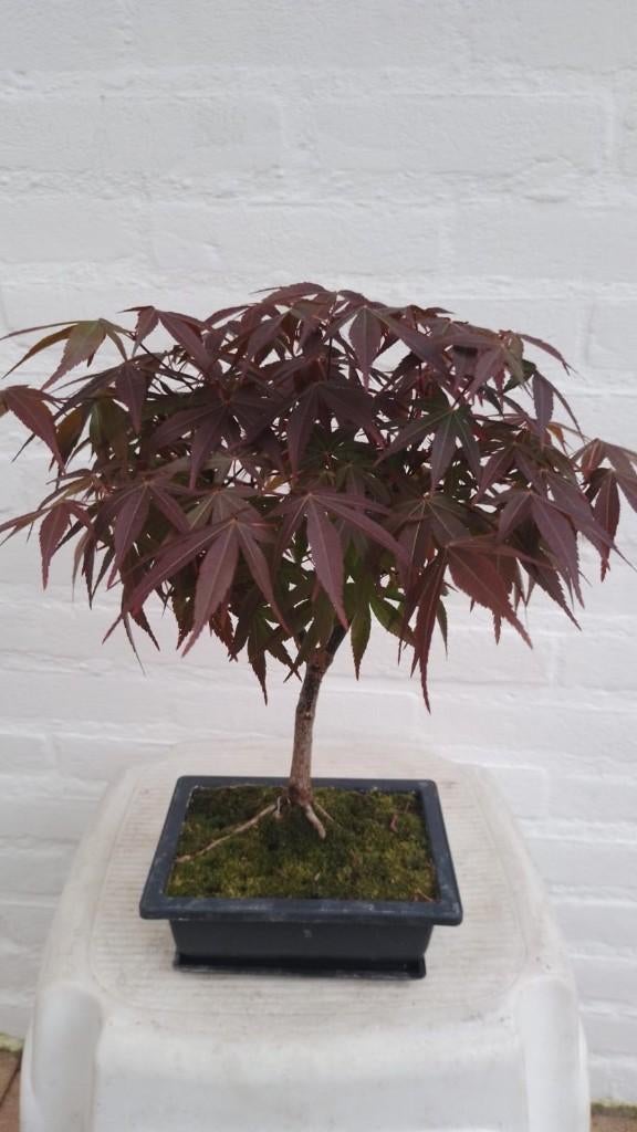 Bonsai Acer Palmatun Atropurpureum, Bloeit niet, Halfschaduw, Overige soorten, Minder dan 100 cm