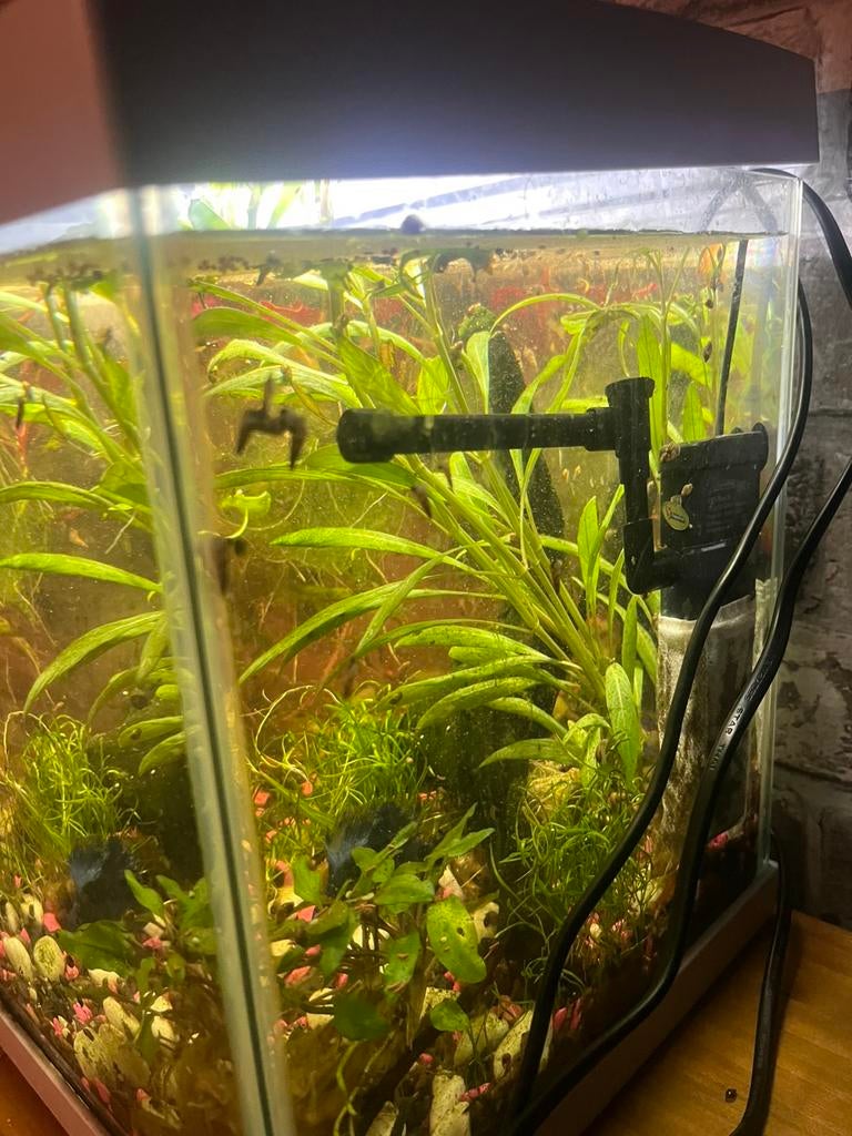 Slakken, Ophalen, Zo goed als nieuw, Overige typen