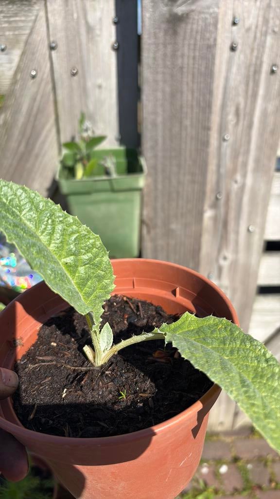 Kardoen, Ophalen, Vaste plant, Groenteplanten, Volle zon