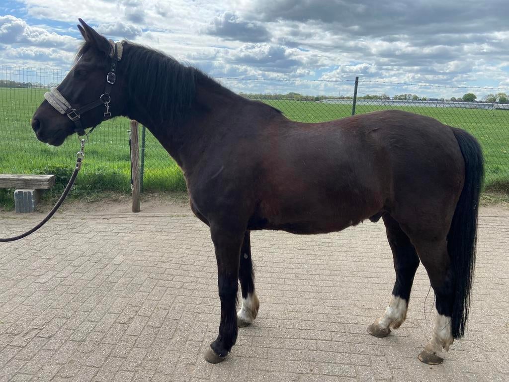 E pony zwart 1,54 20 jaar, Ruin, 11 jaar of ouder, Recreatiepony, Gechipt