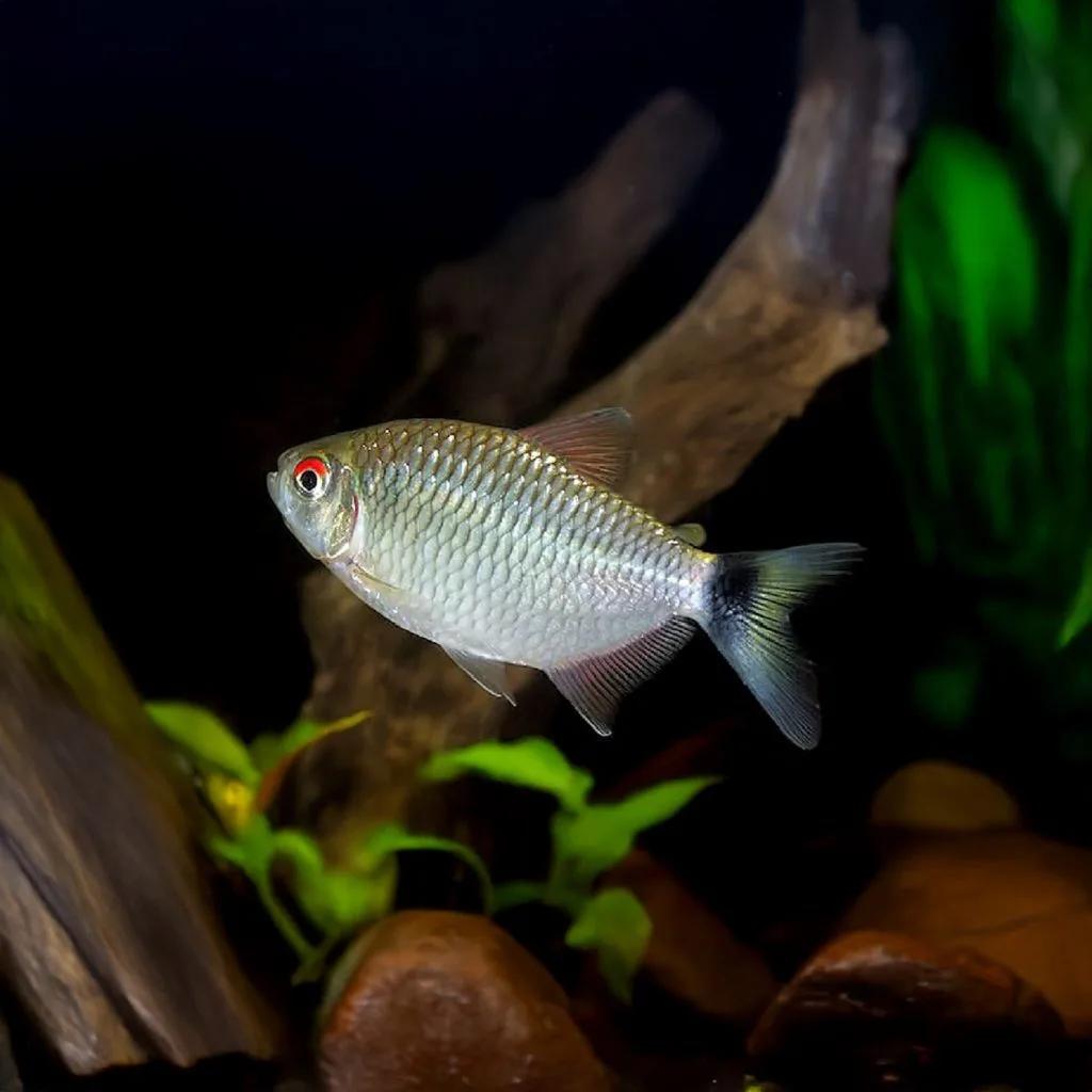 Roog oog zalm (3stuks) GRATIS, Dieren en Toebehoren, Vis, Zoetwatervis, Schoolvis