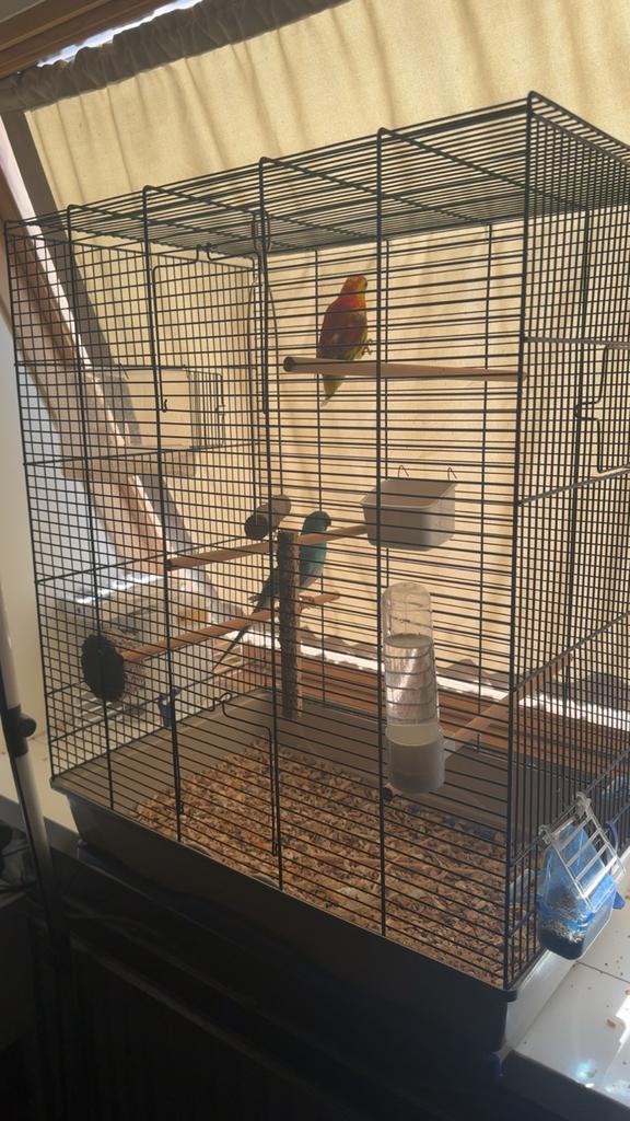 Een koppel vogels, Dieren en Toebehoren