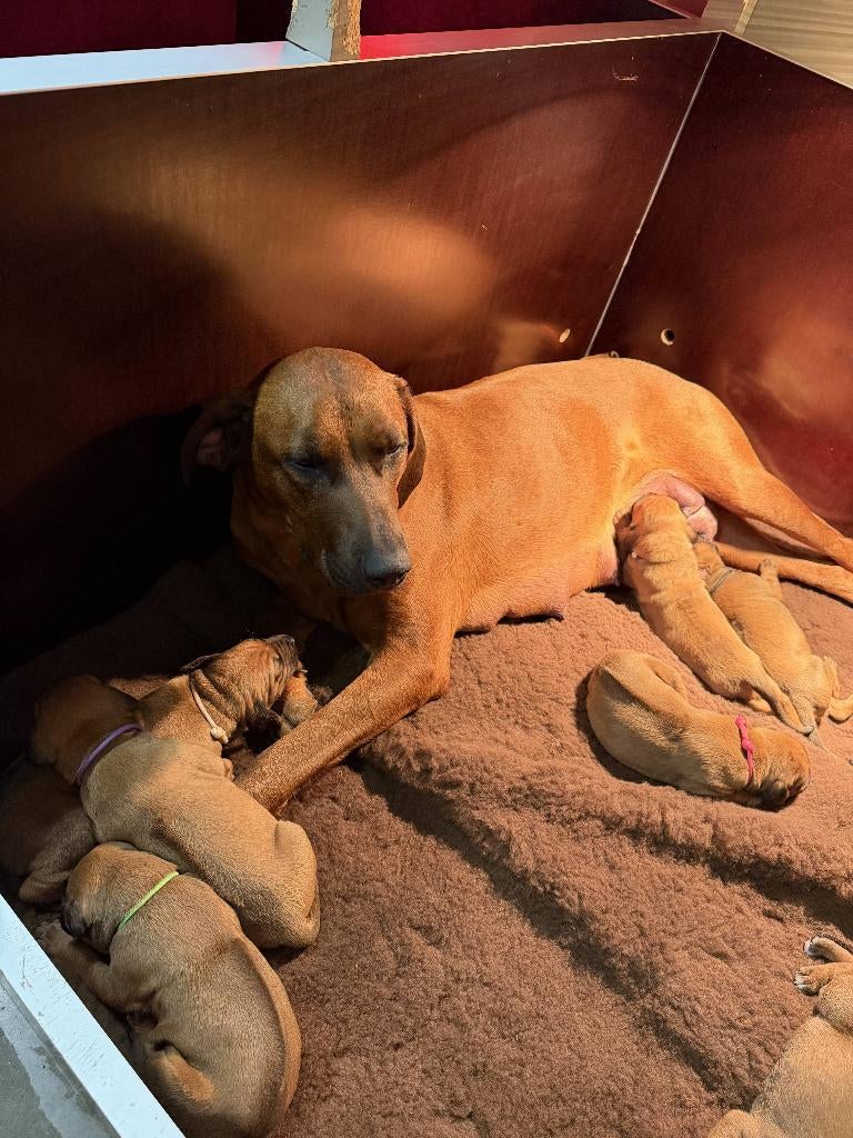 Rhodesian Ridgeback puppy's, Parvo, Overige rassen, 8 tot 15 weken, Meerdere