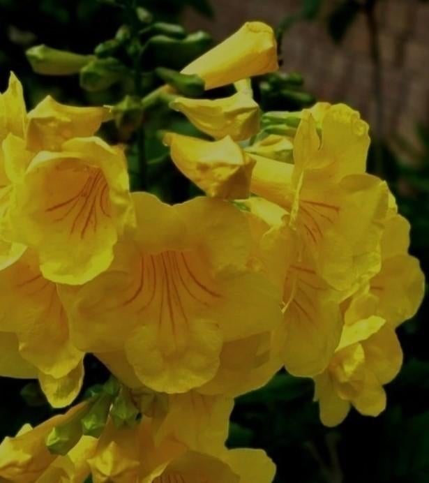 Trompetbloem, Ophalen, Overige soorten, Volle zon