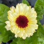 Zaden goudsbloem Snow Princess (Calendula officinalis), Ophalen of Verzenden, Voorjaar, Volle zon, Zaad