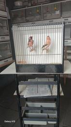 Te koop harlekijn kanaries, Dieren en Toebehoren, Vogels | Kanaries, Mannelijk, Kleurkanarie