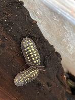 Zwart-gele pissebedden / isopods!! 10 voor 7 euro, Ophalen