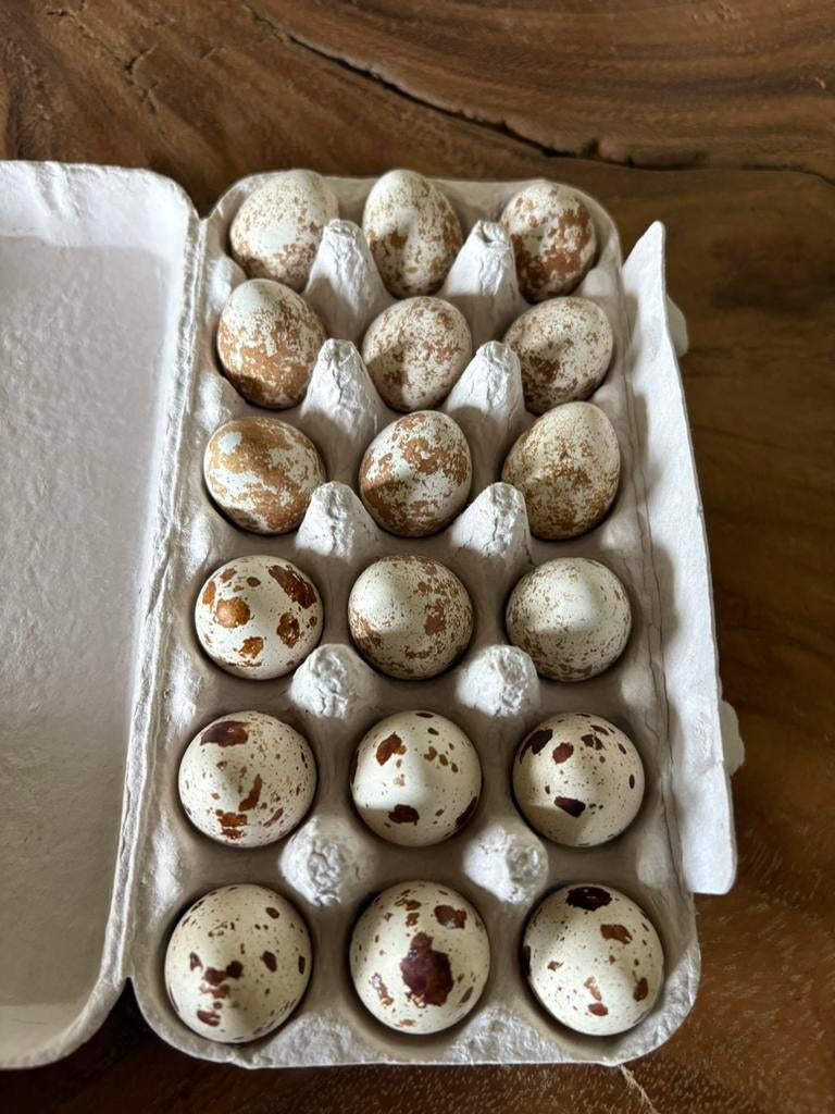 Broedeieren Californische Kuifkwartel, Geslacht onbekend