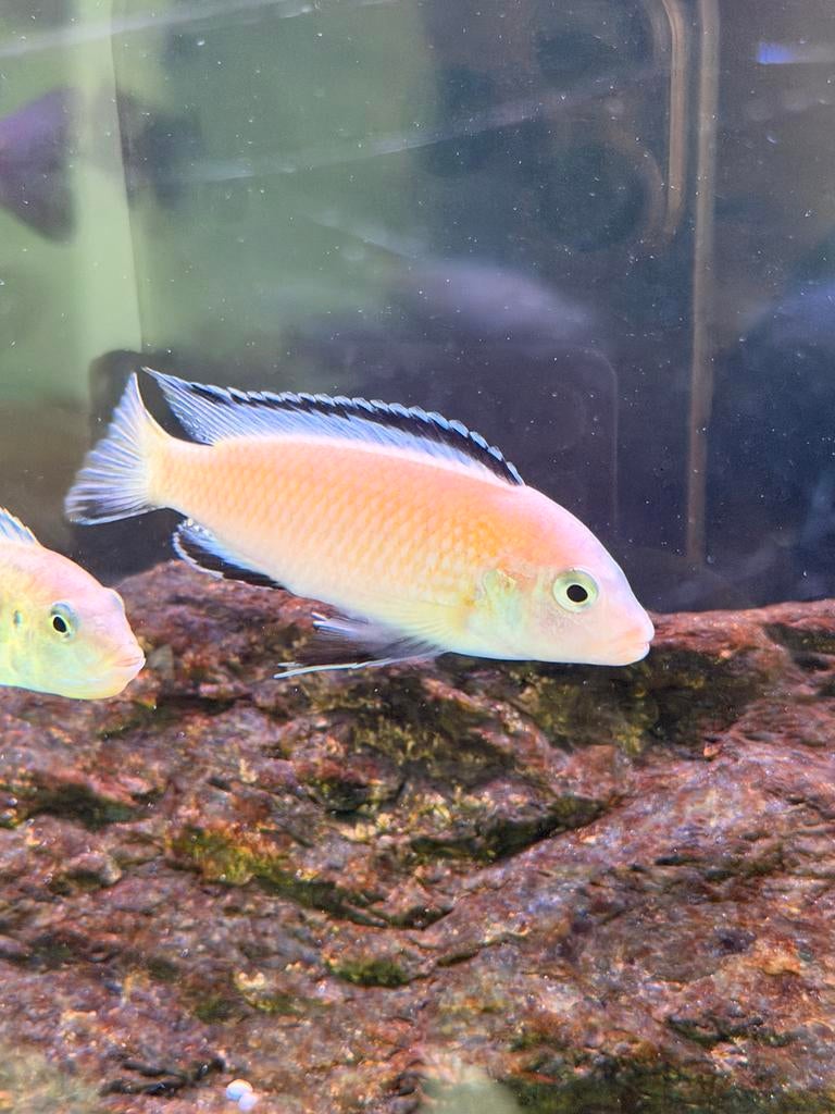 Mbuna, Vis