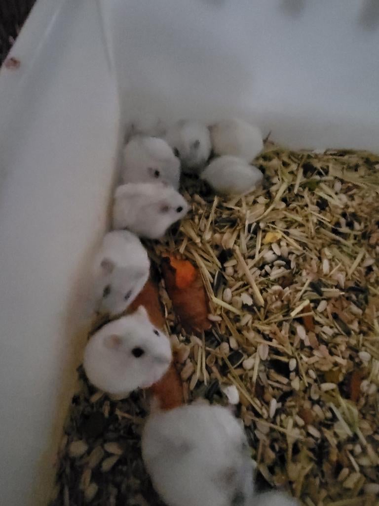Jonge tamme dwerghamsters, Dieren en Toebehoren, Knaagdieren, Hamster, Januari, Meerdere dieren, Tam
