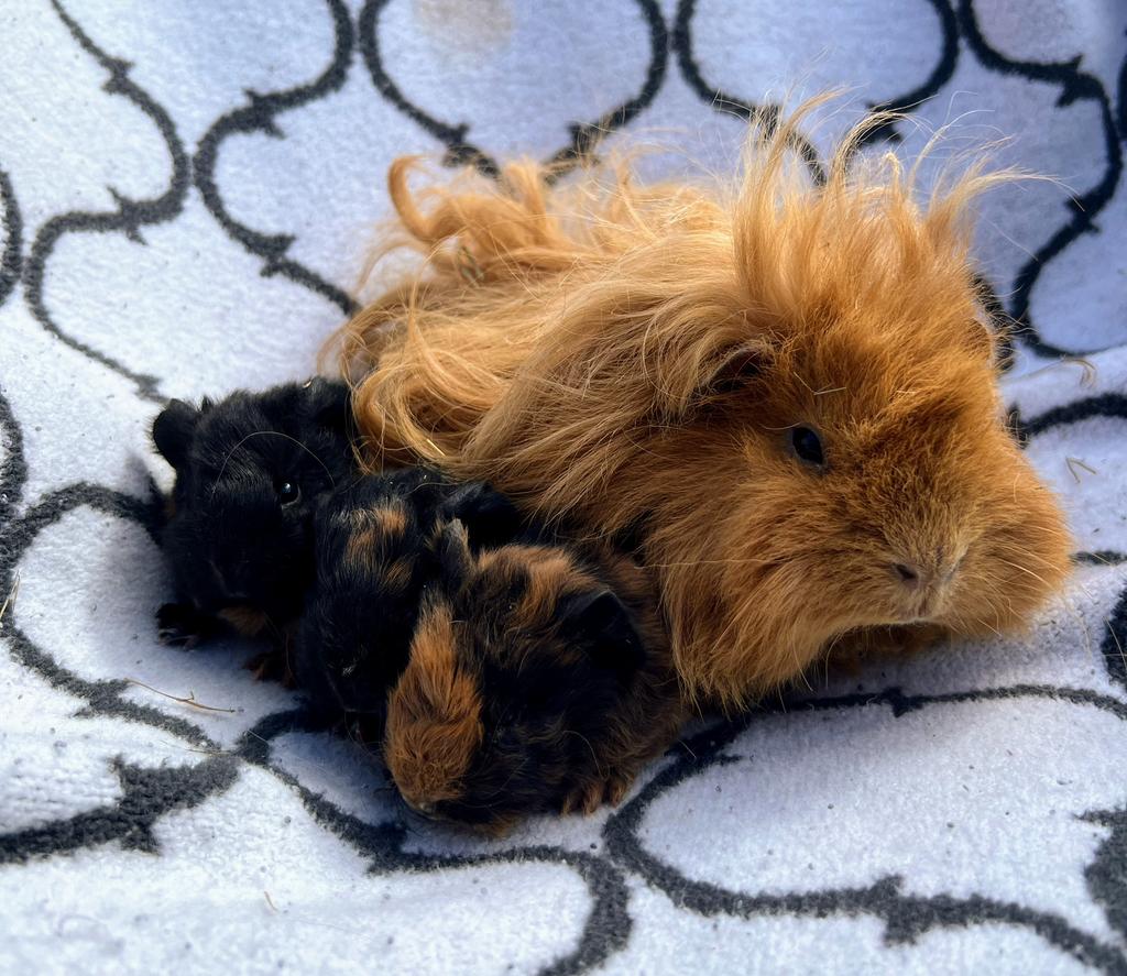 Prachtige X CH teddy / Lunkary roodbruin / zwart, Cavia, April, Meerdere dieren, Tam