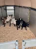 3 super mooie geitjes, Dieren en Toebehoren, Vrouwelijk, Geit