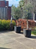 Tegels buiten betontegels 80x80 cm 5 cm dik, Tuin en Terras, Ophalen, Gebruikt, 10 m² of meer, Beton