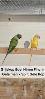 Koppel Grijskop edel parkieten Geel x Split., Meerdere dieren, Parkiet, Geringd