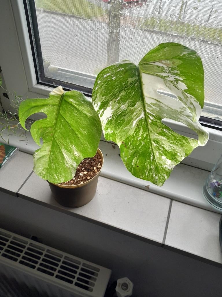 Gewortelde kopstek van Monstera albo, Huis en Inrichting, Kamerplanten, Groene kamerplant, Ophalen, Halfschaduw, Minder dan 100 cm