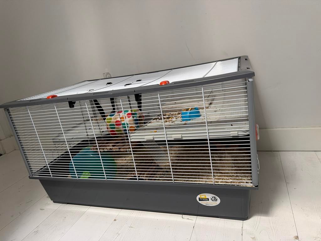 Hamster 8 maanden oud. Inclusief groot hok., Minder dan 75 cm, Zo goed als nieuw, Ophalen, Minder dan 60 cm