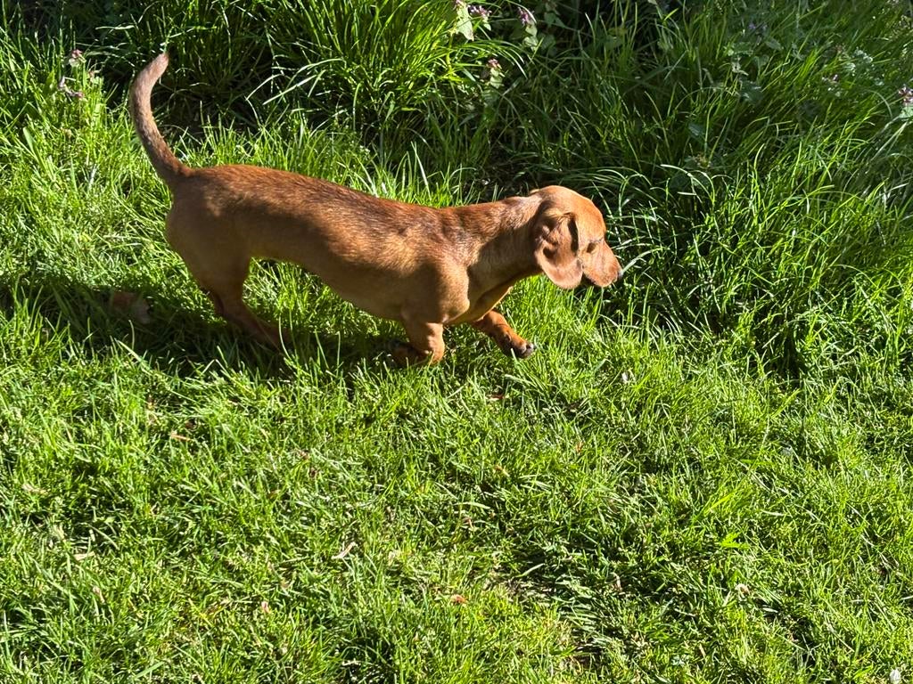 Red shaded dwergteckel teckel reutje 8 maanden, Dieren en Toebehoren, Honden | Teckels en Dashonden, 15 weken tot 1 jaar, Reu