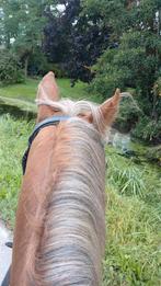 Gezocht een (grote)D pony, Dieren en Toebehoren, Pony's, Meerdere dieren, L, D pony (1.37m tot 1.48m), 7 tot 10 jaar