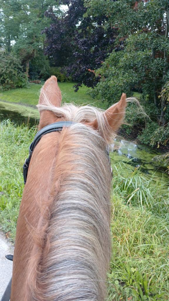 Gezocht een (grote)D pony, Dieren en Toebehoren, Pony's, Meerdere dieren, L, D pony (1.37m tot 1.48m), 7 tot 10 jaar