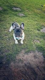 Dekreu aangeboden, Dieren en Toebehoren, Reu, 1 tot 2 jaar, Bulldog, Eén hond