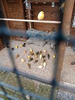 Fluiters mannen kanaries, Dieren en Toebehoren, Vogels | Kanaries, Mannelijk, Kleurkanarie