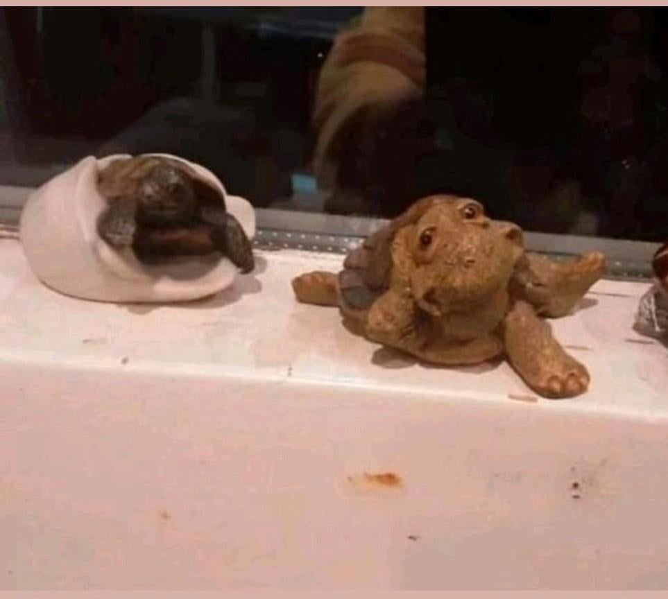 NIEUWE VERZAMELING VERSCHILLENDE SCHILD PADDEN COMPLEET, Ophalen of Verzenden, Nieuw