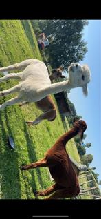 3 alpaca merries te koop, Juni, Vrouwelijk