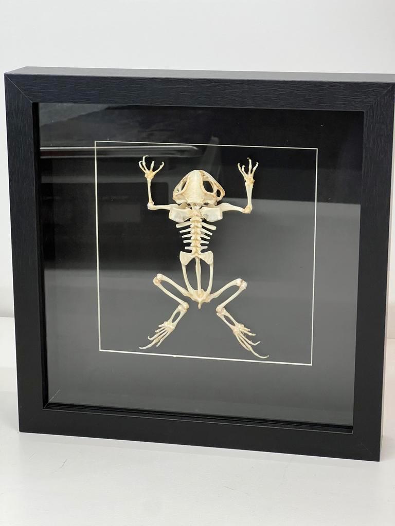 Padden skelet in luxe lijst, Verzamelen, Dierenverzamelingen, Ophalen of Verzenden, Nieuw, Reptiel of Amfibie, Schedel