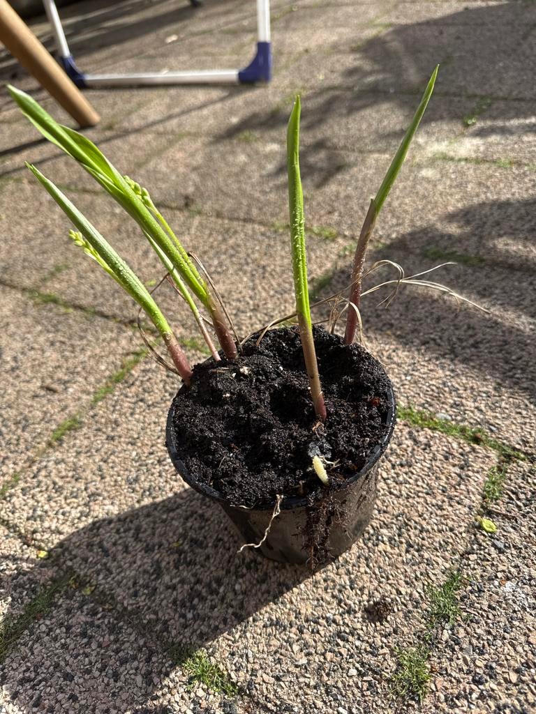 Lelie van Dalen plantje lelietjes van dalen, Overige soorten, Vaste plant, Ophalen of Verzenden, Halfschaduw