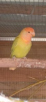 2 Rosseicollis '25, Dieren en Toebehoren, Geslacht onbekend, Parkiet