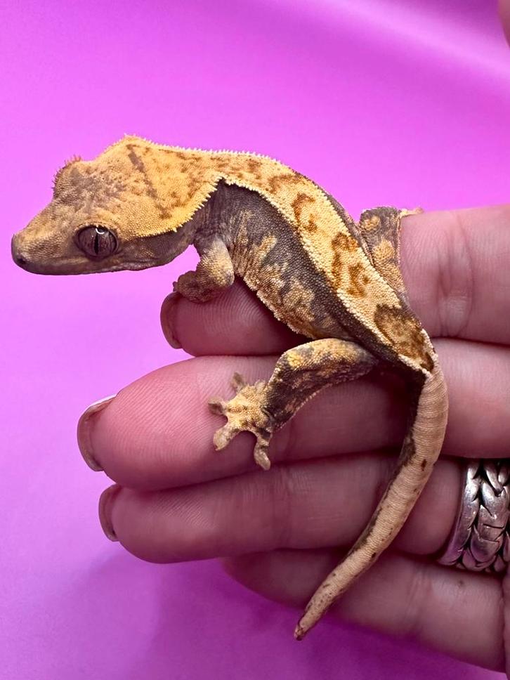 Wimpergekko baby unsexed Crested Gecko - unknown for sale from RX Cresties