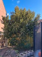 Taxus boom groot, Ophalen, Bloeit niet, Halfschaduw, Overige soorten