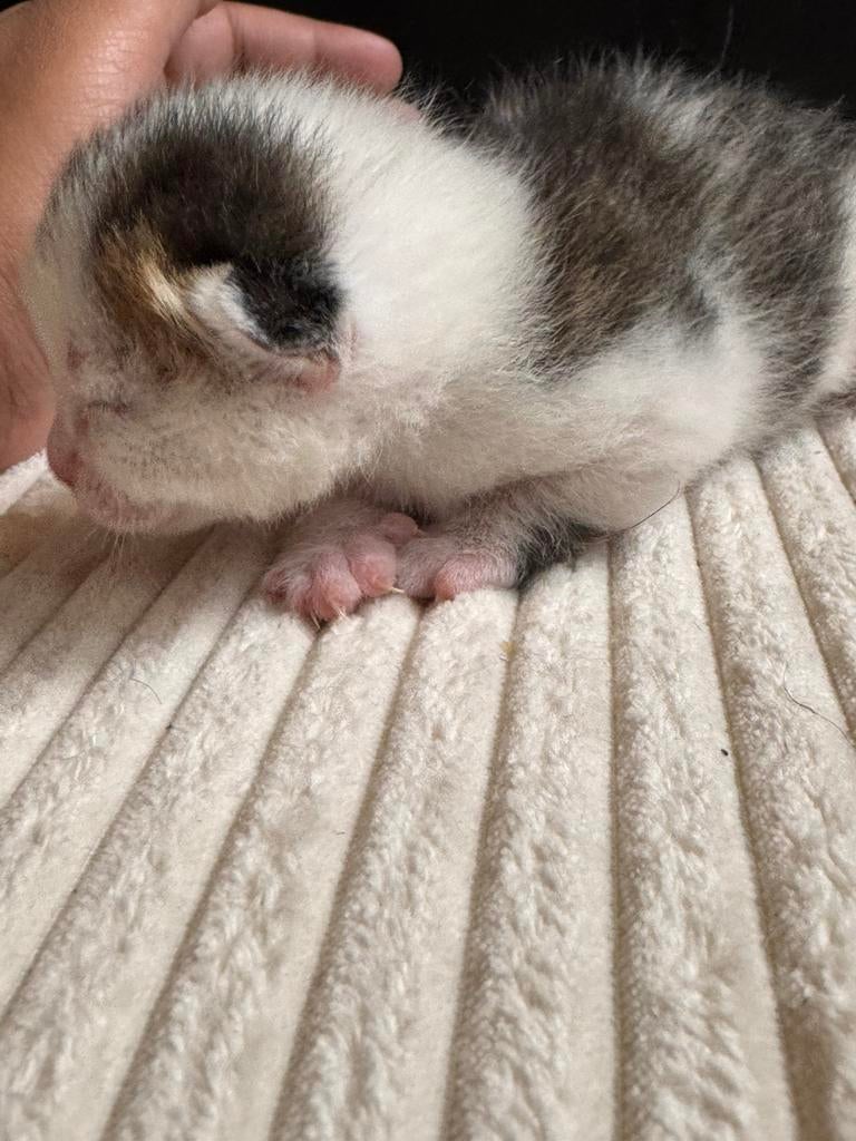 Laatste kater te koop, Dieren en Toebehoren, Katten en Kittens | Overige Katten, Kater