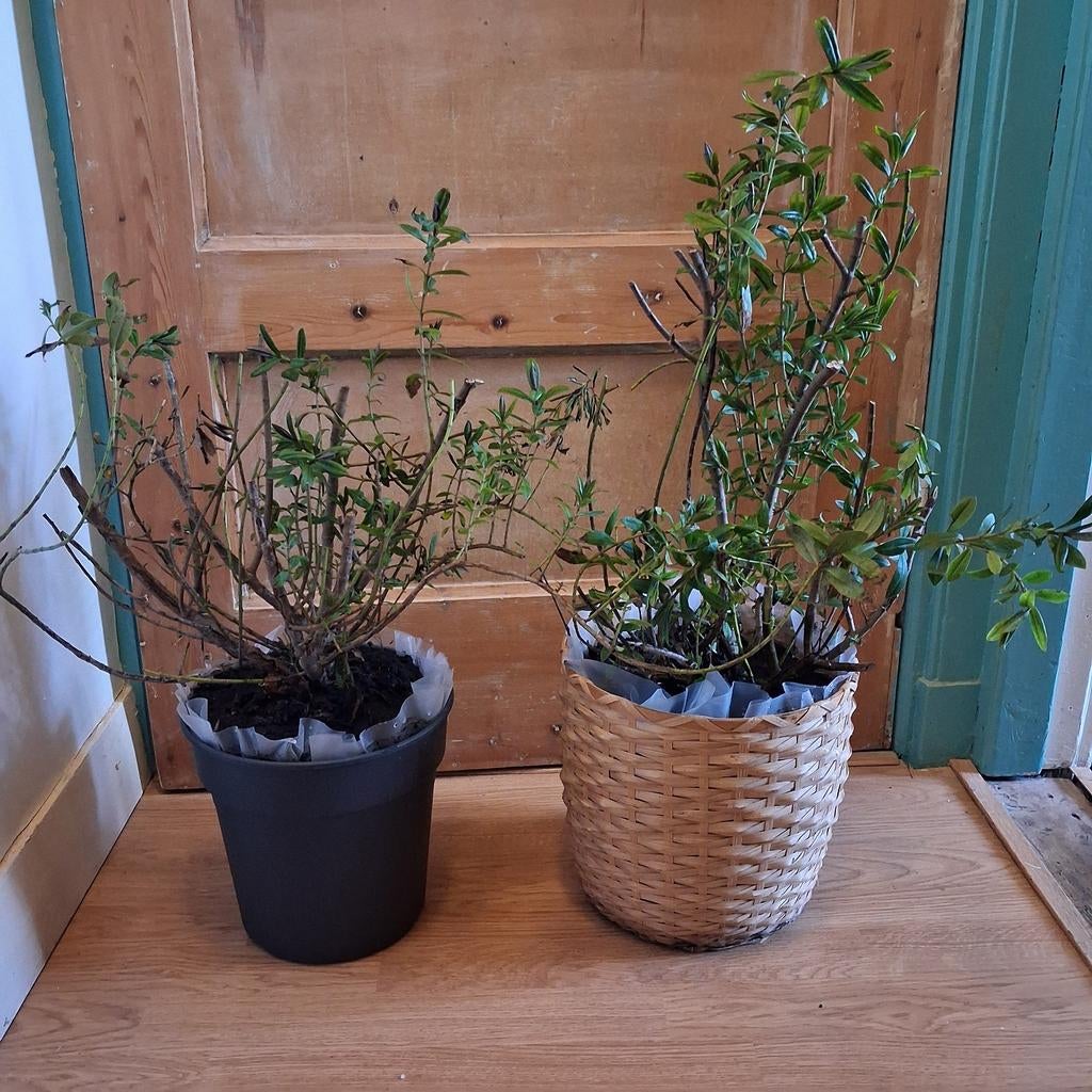 Buitenstruikjes, Ophalen, Minder dan 30 cm