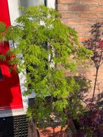 Japanse Esdoorn Dissectum, Ophalen