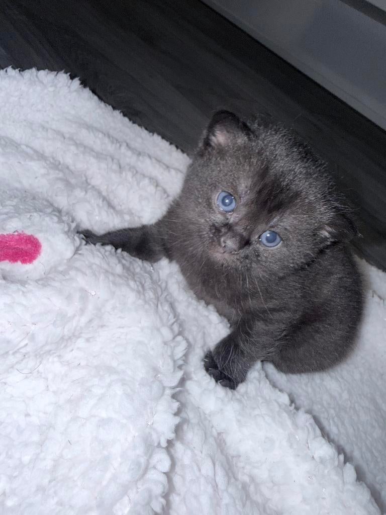 Bombay kittens, Meerdere dieren, Ontwormd