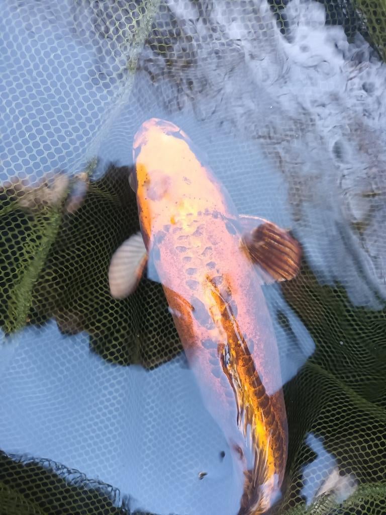 Mooie gezonde oranje Doitsu koikarper van 45cm., Karper of Koi
