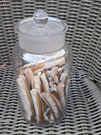 Glazen pot met  scheermes schelpen, Verzamelen, Ophalen of Verzenden, Schelp(en)