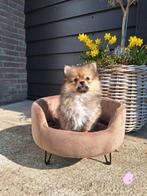 Onwijs leuke pomeriaan/dwergkees pups, Parvo, Nederland, Keeshond, 8 tot 15 weken