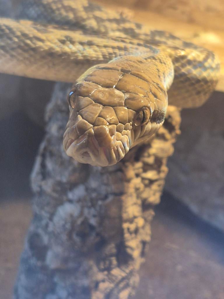 1.0 simalia amethistina merauke, Dieren en Toebehoren, Reptielen en Amfibieën, Slang, 0 tot 2 jaar