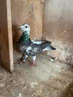 1 schimmel duivin 2021, Vrouwelijk, Postduif