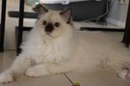 Ragdoll herplaats kater met stamboom, Kater, Met stamboom, 0 tot 2 jaar