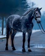 ☘️️Prachtige appelschimmel D pony🐴braaf&werkwillig 147📏❤️, Dieren en Toebehoren, Paarden, Minder dan 160 cm, B, Ruin, 3 tot 6 jaar