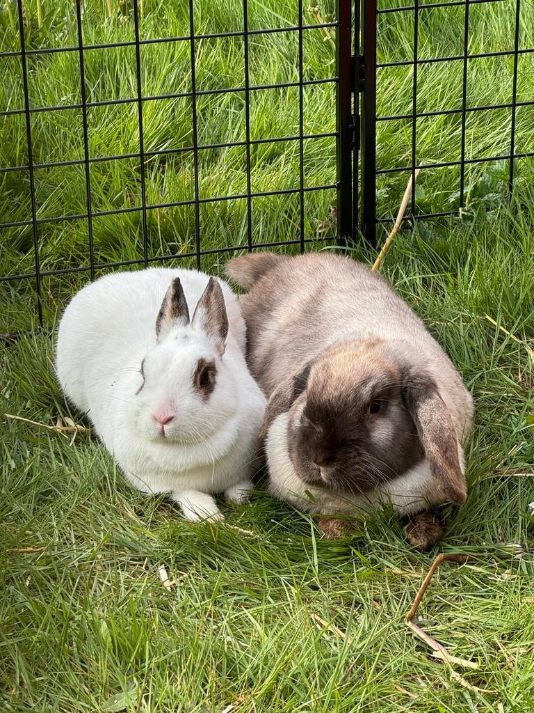 Twee lieve konijntjes, met alle toebehoren, Vrouwelijk, 3 tot 5 jaar