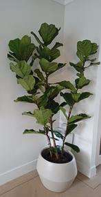 Grote Ficus Lyrata ( tabaksplant), Ophalen of Verzenden, Ficus, Halfschaduw, 150 tot 200 cm
