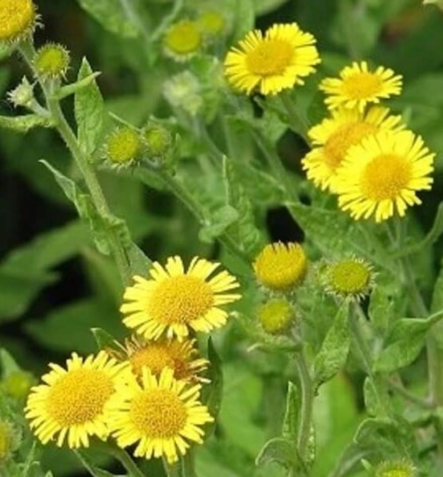 Heelblaadjes stekjes, Ophalen, Gehele jaar, Volle zon