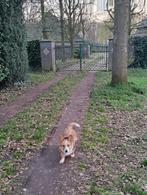 Amy, Welsh Corgi Cardigan teefje, Dieren en Toebehoren, Parvo, Teef, Eén hond, 3 tot 5 jaar