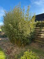 Niet woekerende  Bamboe, Tuin en Terras, Planten | Bomen, Ophalen, Bloeit niet, Halfschaduw, Overige soorten